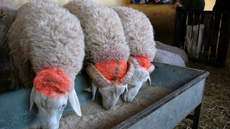 كباش “مبولحي” و”شاوشي” و”تايدر” تصنع الحدث