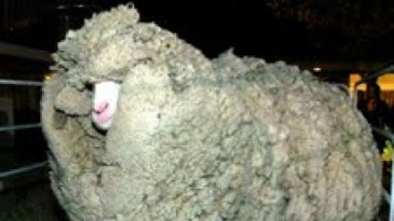 حداد بسبب وفاة كبش!