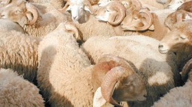 الكباش‭ ‬تتسبب‭ ‬في‭ ‬سجن‭ ‬شاب‭ ‬