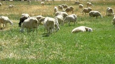 1200 têtes de bétail volées en dix mois à Médéa : le cartel de la “mouton-connexion” prend de l'ampleur