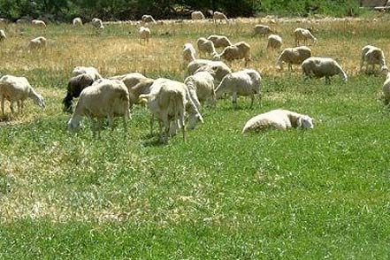 1200 têtes de bétail volées en dix mois à Médéa : le cartel de la “mouton-connexion” prend de l'ampleur