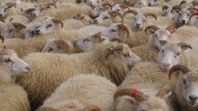 وزير التجارة يعلن عن رفع حضر استيراد لحوم الأغنام