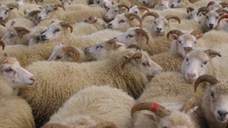 وزير التجارة يعلن عن رفع حضر استيراد لحوم الأغنام