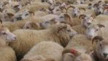 Djaaboub lève l’embargo sur l’importation de viandes