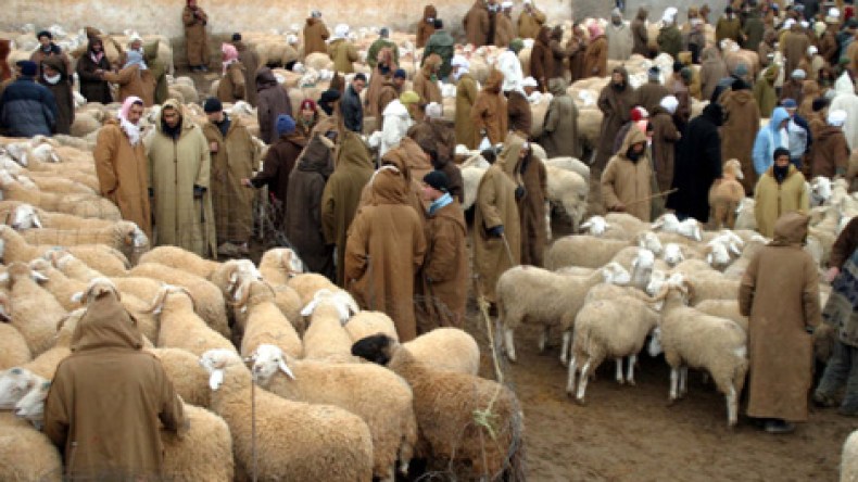 إعادة فتح أسواق بيع المواشي بدءا من الجمعة المقبل