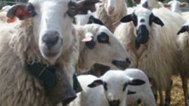 280 dinars le kilogramme dans certaines régions