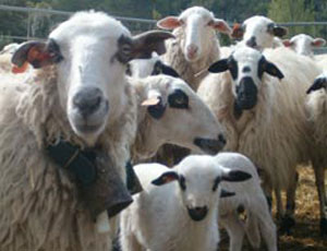 280 dinars le kilogramme dans certaines régions