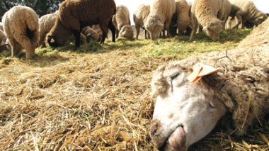 Une curieuse épidémie menace le cheptel et annonce une baisse des prix des moutons