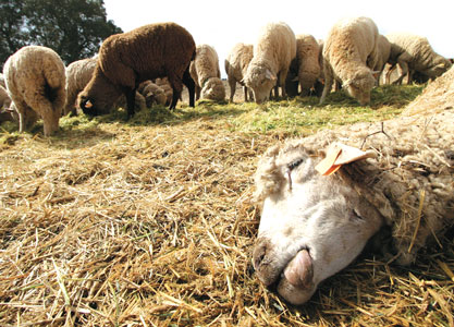 Une curieuse épidémie menace le cheptel et annonce une baisse des prix des moutons