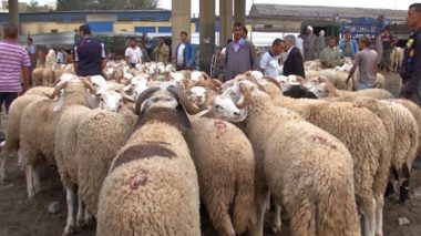 Aïd El Adha: vers l’importation d’un million de têtes d’ovins du Soudan!