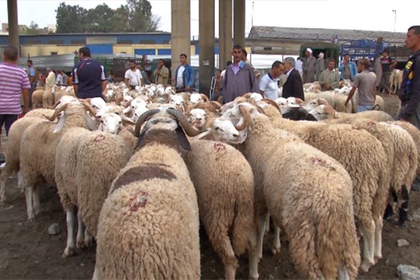 Aïd El Adha: vers l’importation d’un million de têtes d’ovins du Soudan!