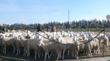 Foot and Mouth Disease causes rise in red meat prices