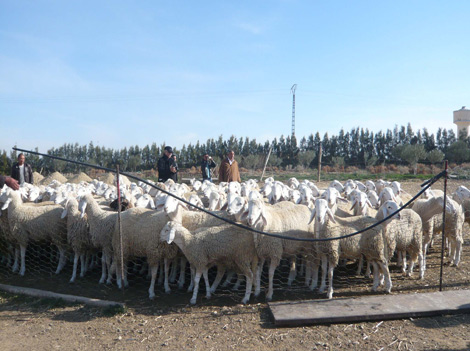 Foot and Mouth Disease causes rise in red meat prices