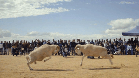 “رجال وكباش” يختتم الأيام السينمائية الـ15 ببجاية