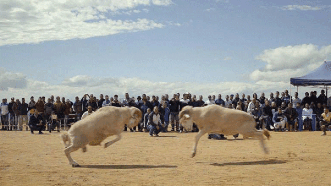 “رجال وكباش” يختتم الأيام السينمائية الـ15 ببجاية