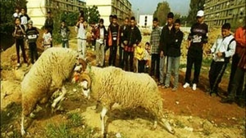 الكبش الأقرن “غزال” وأسرع خروف “عنتر يحيى” والأصلع “شاوشي”