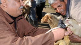 عقاقير مسرطنة لتسمين الماشية والنصب على الجزائريين في عيد الاضحى