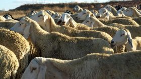 أسعار الأضاحي ستكون معقولة رغم غلاء الأعلاف وتفشي الأمراض