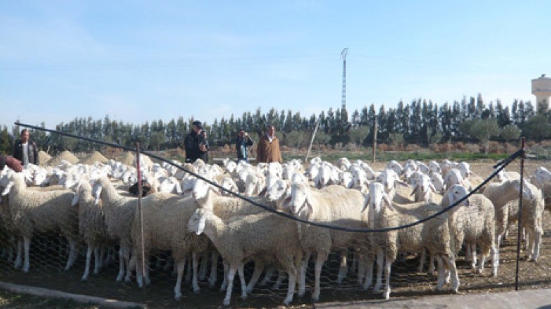 الراعي يتقاضى 5 ملايين والحرفة مهددة بالانقراض