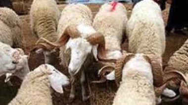 Aïd El Adha: 3,5 millions de moutons seront égorgés