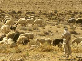 Khenchela: perte d'une douzaine de moutons attaqués par des chiens errants