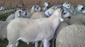 ارتفاع أسعار الأضاحي في الدول العربية عدا الأردن وفلسطين