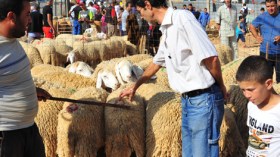 محلات وفيلات تبيع المواشي في قلب عنابة