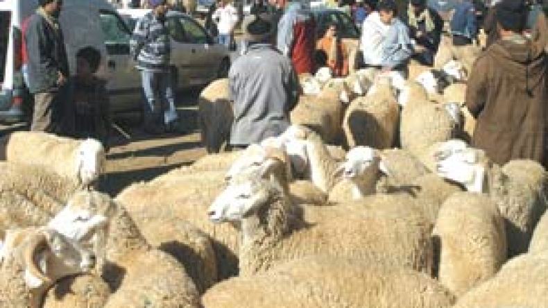 حجز الماشية والعلف والغلق الإداري للمحلات لردع المخالفين