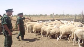 900 شخص تورطوا في سرقة أكثر من 18 ألف رأس غنم عبر الوطن
