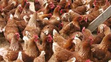 Agriculture : enquête sur les 550 milliards de dinars dilapidés