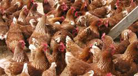 Agriculture : enquête sur les 550 milliards de dinars dilapidés