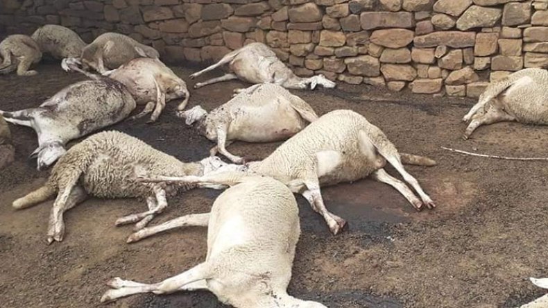 حبس المتهمين بإبادة 58 رأسا من الماشية في المسيلة