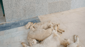 موالون يجلبون خرفانا نافقة ويحتجون بالمسيلة