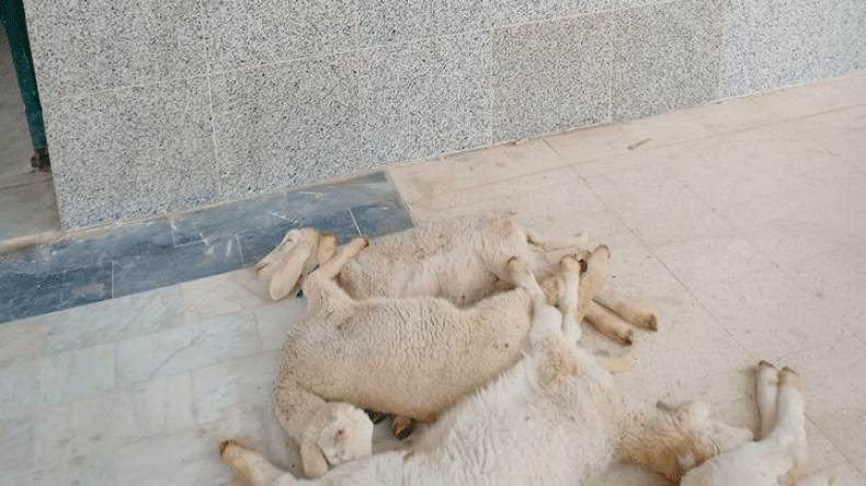 موالون يجلبون خرفانا نافقة ويحتجون بالمسيلة