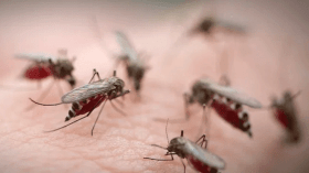 البعوض السام يدخل 484 مواطن المستشفى بسكيكدة