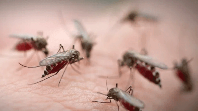 البعوض السام يدخل 484 مواطن المستشفى بسكيكدة