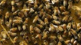 17 مصابا بينهم أربعة في حالة خطيرة في هجوم لأسراب النحل