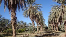 حشرة غريبة تتلف آلاف أشجار النخل ببسكرة