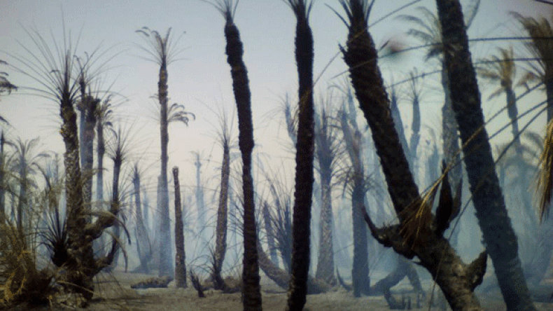 حريق مهول يلتهم ألف نخلة بقرية الساهلة بعين صالح