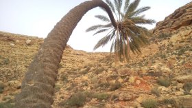 الجذع الذي بكى شوقا لرسول الله