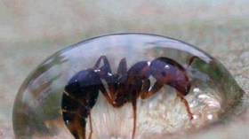 قصة النملة مع العسل