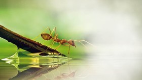 سيدنا سليمان والنملة