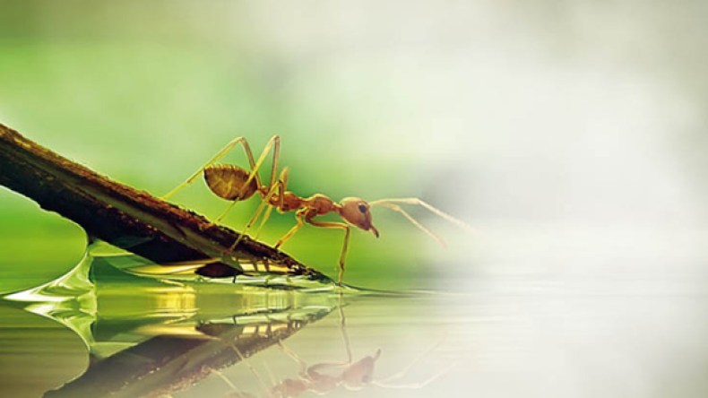 سيدنا سليمان والنملة