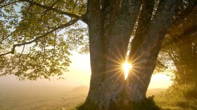 الذين يخنقون الجمال والفرح