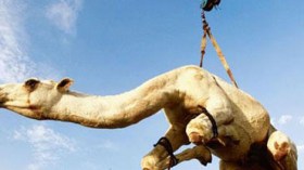 السعودية: ذبح الأبقار ونحر الجمال على الطريقة الألمانية