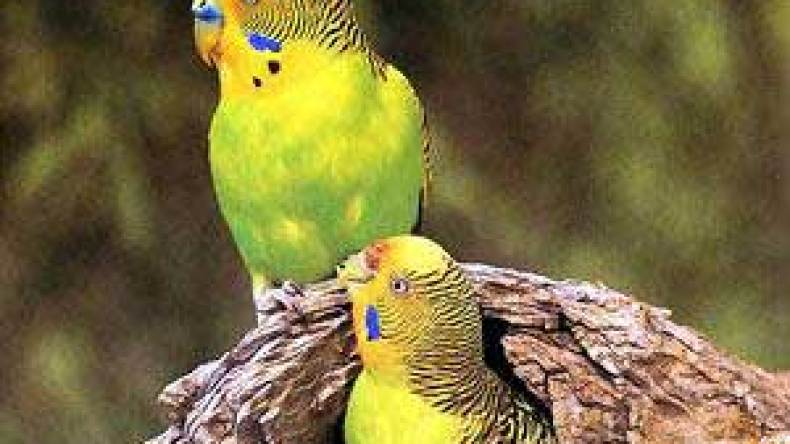 الجينات وراء تغريد الطيور في الربيع