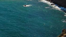 أمواج البحر ترمي بثلاث جثت لأبقار آسيوية في شاطئ تارقة