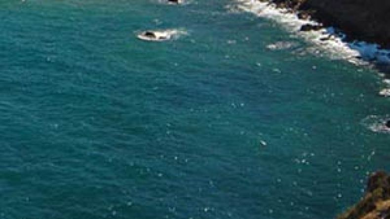 أمواج البحر ترمي بثلاث جثت لأبقار آسيوية في شاطئ تارقة