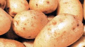 300 مليار تعجز عن خفض سعر البطاطا إلى 15 دينارا