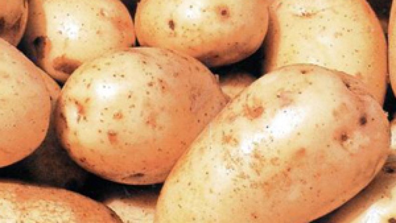 300 مليار تعجز عن خفض سعر البطاطا إلى 15 دينارا